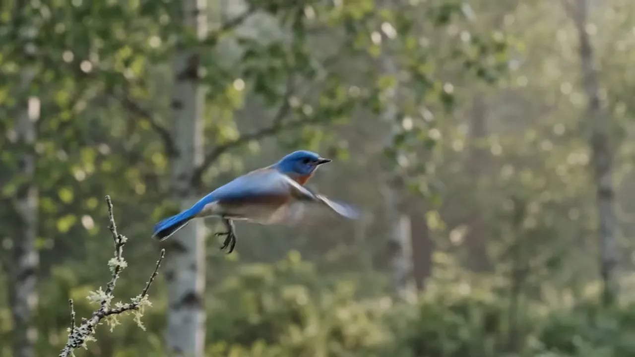 A bluebird takes off from a branch in a misty birch forest.